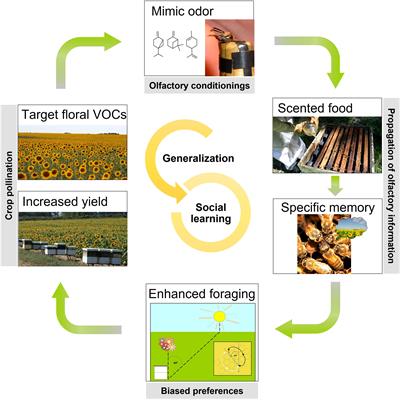 Targeted crop pollination by training honey bees: advances and perspectives